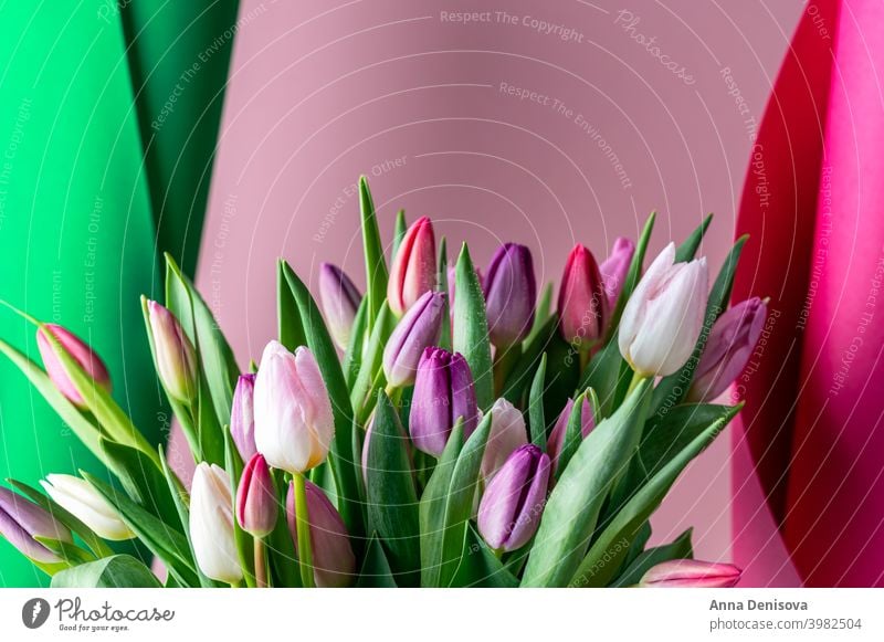 Colorful Classic Bunch of Tulips tulip day bunch flower bouquet mothers day purple pink nature spring green 8 march beautiful color blossom card summer red gift