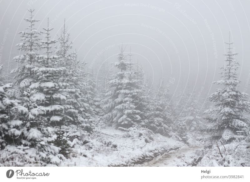 Fir protection in snow with dense fog Tree Fir tree Fir conservation Snow Winter Winter mood off Fog opaque Misty atmosphere Cloud forest fir tree snowy foggy