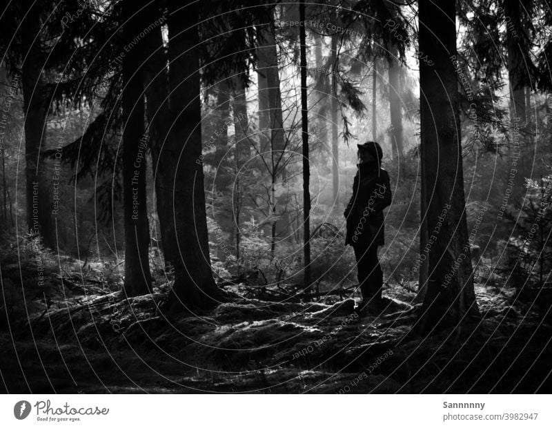 Light mood in the forest Forest Moody Sunlight To go for a walk Atmosphere Nature Black & white photo Rest Loneliness To enjoy Tree