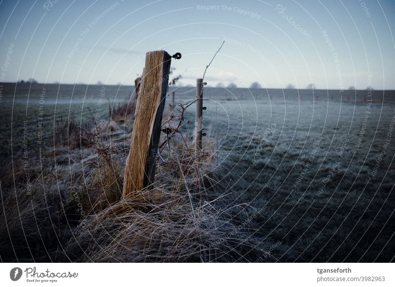 frost Frost Hoar frost Cold Winter Frozen Close-up Deserted Willow tree Fence Exterior shot Fence post Pasture fence Meadow Landscape Freeze Morning