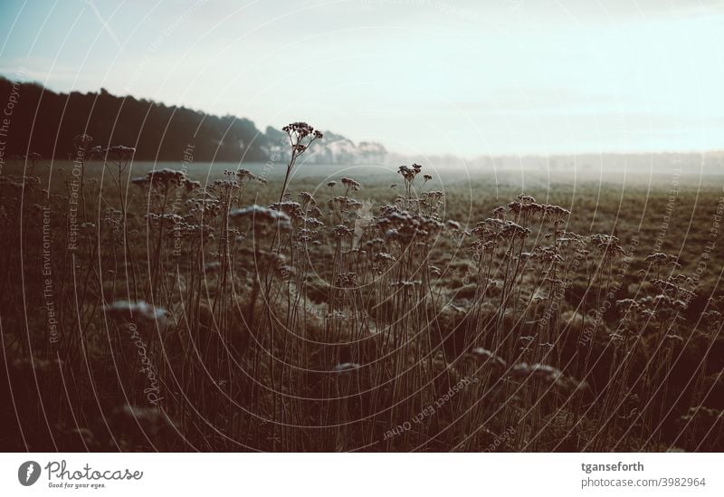 yarrow Yarrow Winter Morning Morning fog in the morning morning light morning mood morning hour Wild plant wild plants Nature Deserted Landscape Exterior shot