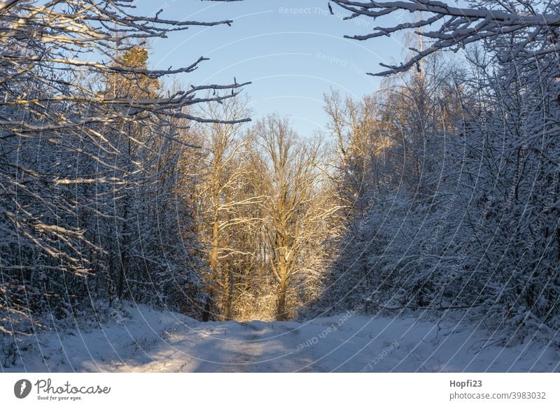 Blurred winter landscape White Winter Landscape Nature Close-up Rural Field Arable land acre Snow Sun sunshine Evening sun Cold Sky Tree Frost Exterior shot