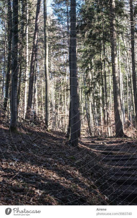 on and on from tree to tree Forest forest path Lanes & trails Footpath Tree tranquillity silent Peaceful Loneliness Calm Deserted Hiking on one's own Lonely