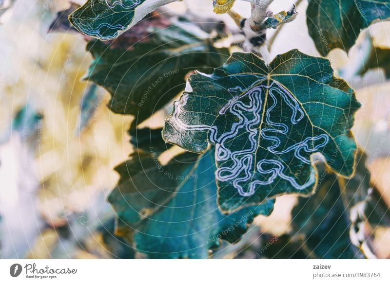 a leaf of a bush damaged by a leafminer. leaf miner vein tissue mark biology destroying destructive figure nursery insect pest disease caterpillar feeding trail