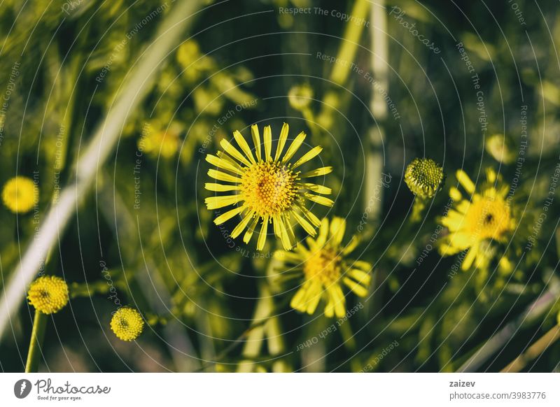 yellow limbarda flowers seen up close Limbarda crithmoides colours edge golden daisy wales nature green beauty macro floral color petal bright pollen