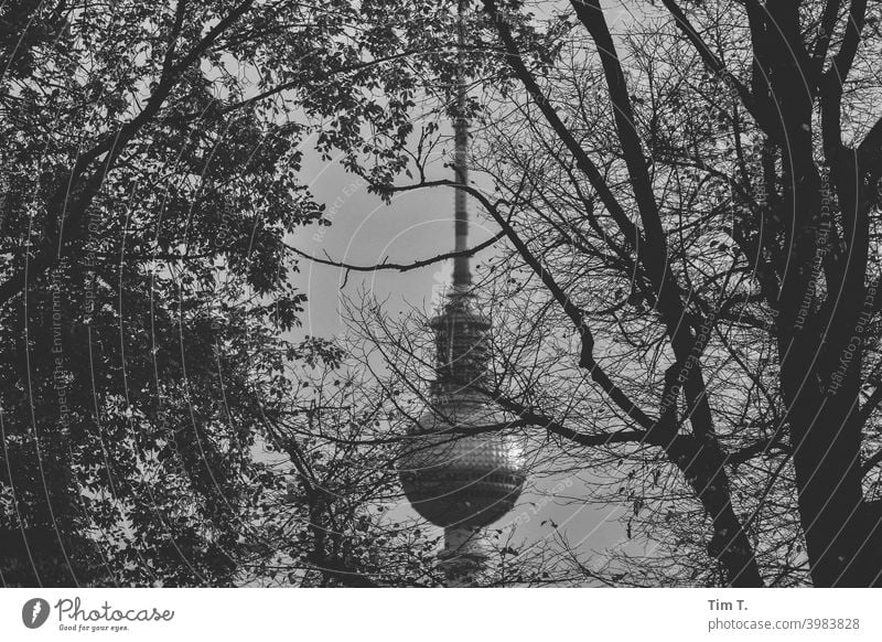 the Berlin television tower in black and white Television tower Berlin TV Tower Alexanderplatz Architecture Landmark Capital city Tree Black & white photo