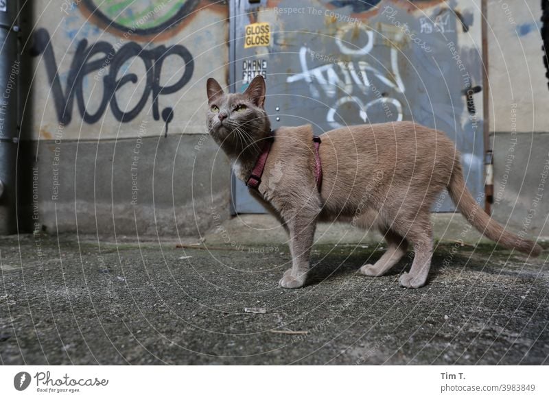 Cat in backyard Berlin Prenzlauer Berg Free-roaming Deserted Town Old town Colour photo cat Day Exterior shot Old building Backyard Courtyard