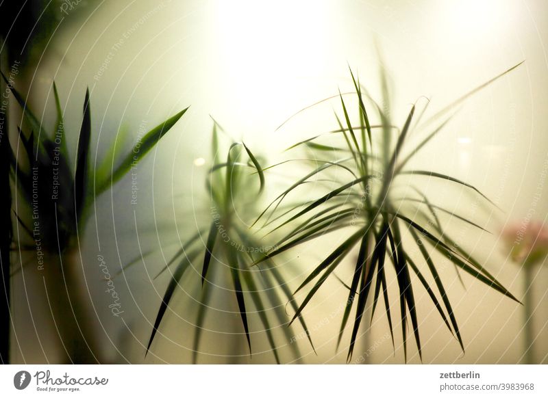 Potted plants behind frosted glass Branch Tree Deserted Nature Plant Lawn trunk shrub Copy Space Depth of field Pot plant Houseplant Office room Room Slice