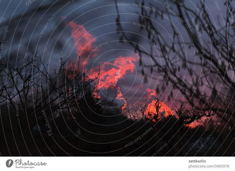 Smoke from Reuter West, illuminated by the evening sun Branch Tree Relaxation holidays Garden Sky Deserted Nature Plant tranquillity shrub Copy Space