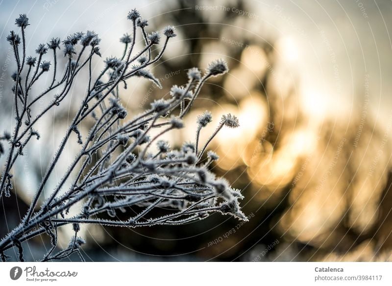 Frost covered inflorescences in the foreground, in the background the sun is setting Nature Season Winter Ice chill Plant Flower Tree Sky Sunlight Twilight