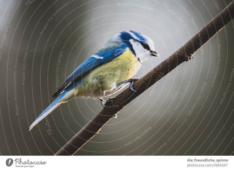 Blue tit on branch Tit mouse Bird Flying Yellow Spring Branch Animal Exterior shot Nature Feather Garden Small Close-up Winter Beak Wild pretty animal world