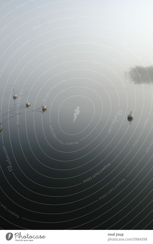 Small buoys on glassy lake in morning fog tranquillity Nature Idyll poetry Moody harmony Lake Water Surface of water reflection smooth early in the morning