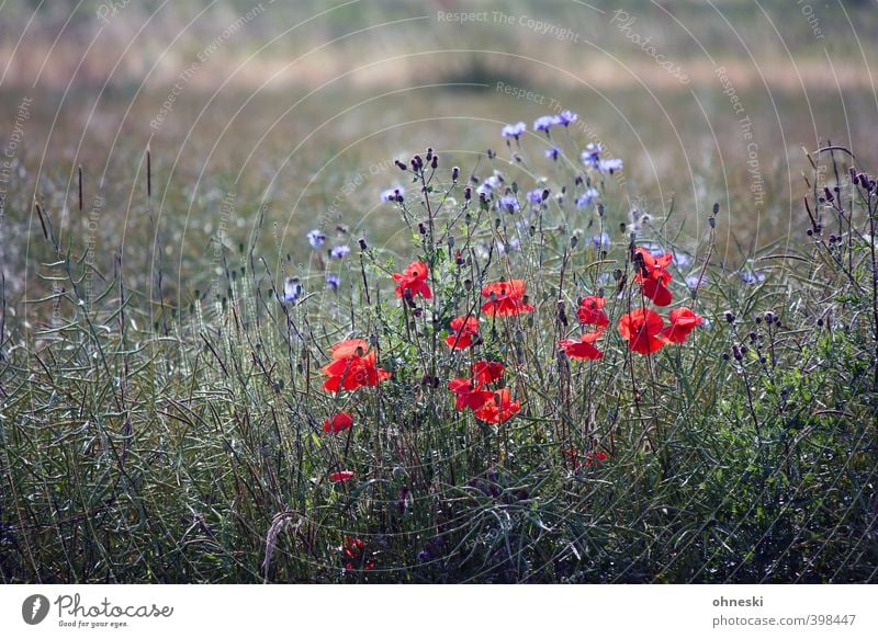 flowers Summer Plant Flower Grass Wild plant Poppy Spring fever Life Colour photo Exterior shot Copy Space left Day