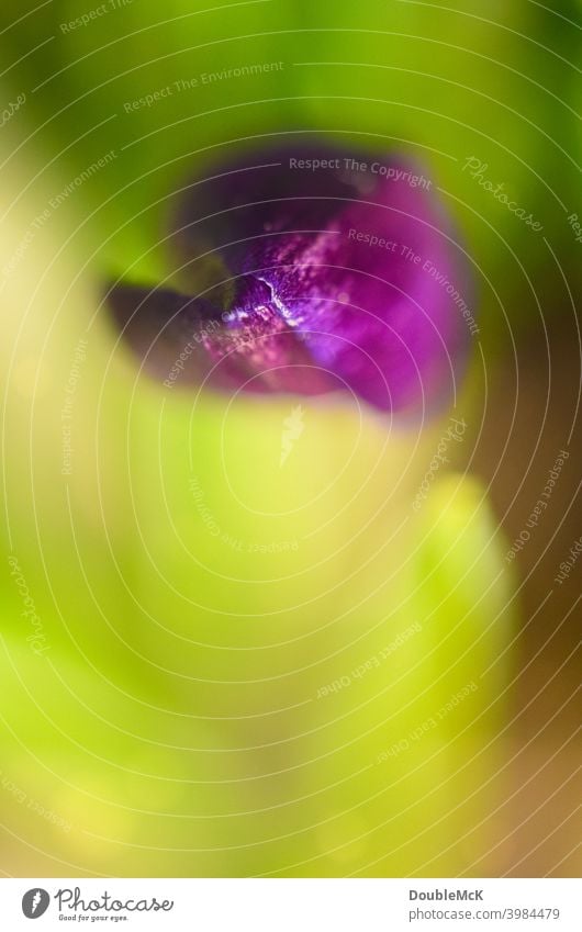 The tip of a purple flower as a macro shot Purple Flower Green Plant Plant section Blossom Violet Colour photo Shallow depth of field Spring