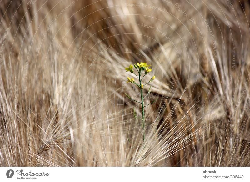 undercover Summer Plant Flower Barley Barleyfield Barley ear Life Colour photo Exterior shot Copy Space left Copy Space right Copy Space top Sunlight