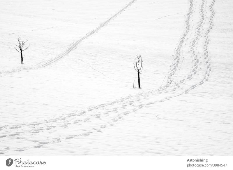 snow tracks Snow Tracks Traces of snow Winter trees Kleimbäume two 2 Valley Under down up ways White Gray Contrast winter hike Going Hiking Snow shoes