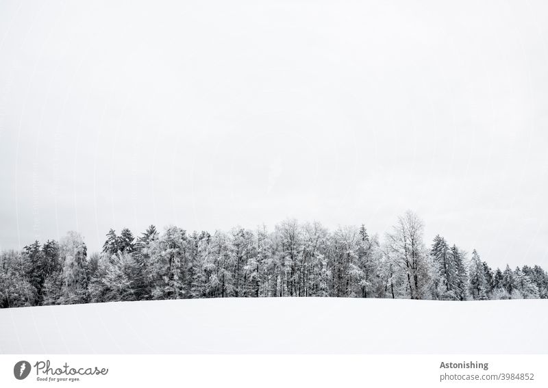 Forest line in winter Winter Austria Colour photo Copy Space bottom silent Calm Loneliness Day Copy Space top Climate Snow layer Seasons Deserted Winter mood