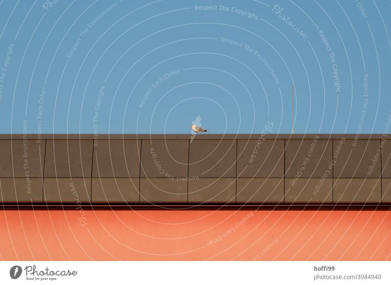 Seagull sits on a roof and enjoys the low sun - silence urban forms clear Red Brown protracted morning mood evening mood Architecture Minmalism soft light