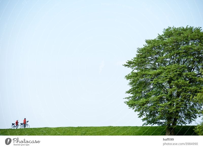 two cyclists with a big tree on a green dike Cycling Cyclist Dike dike top Tree Green green meadow Lifestyle Outdoors Bikers Bicycle Sports travel activity