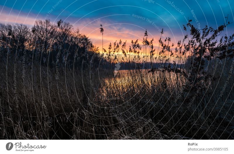 Morning atmosphere on a cold winter day. sunset Sunset evening mood Beach beach coast Ocean sea ocean Sandy beach River reed Tide tides river Elbe Aue Summer