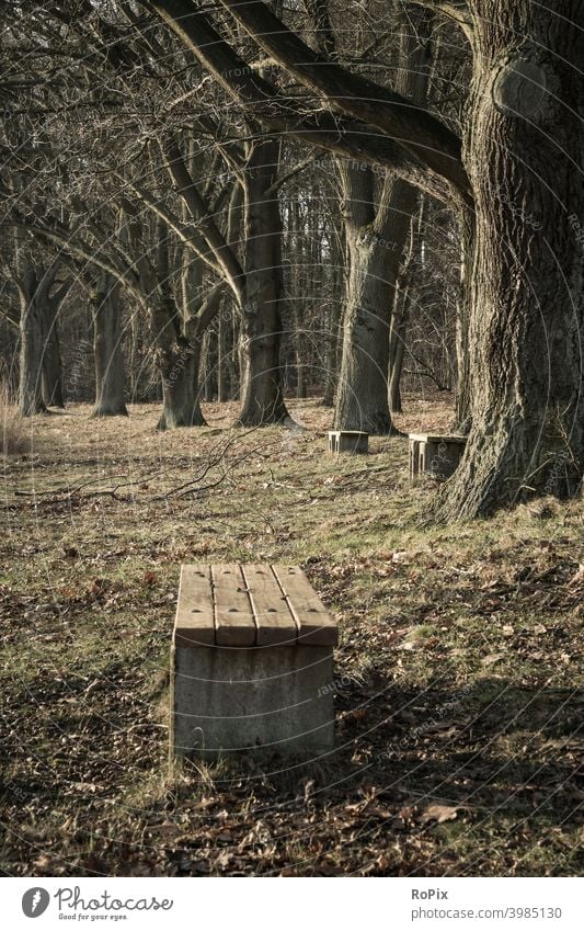 Lonely benches in a park. Park Park landscape Landscape England off path oaks Avenue off the beaten track Nature Spring Season Weather Lawn Meadow Willow tree