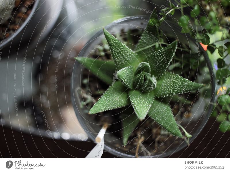 haworthia succulent plant in a glass pot on a mirror surface surrounded by other plants cactus organic potted plant gardening decor natural nature flora