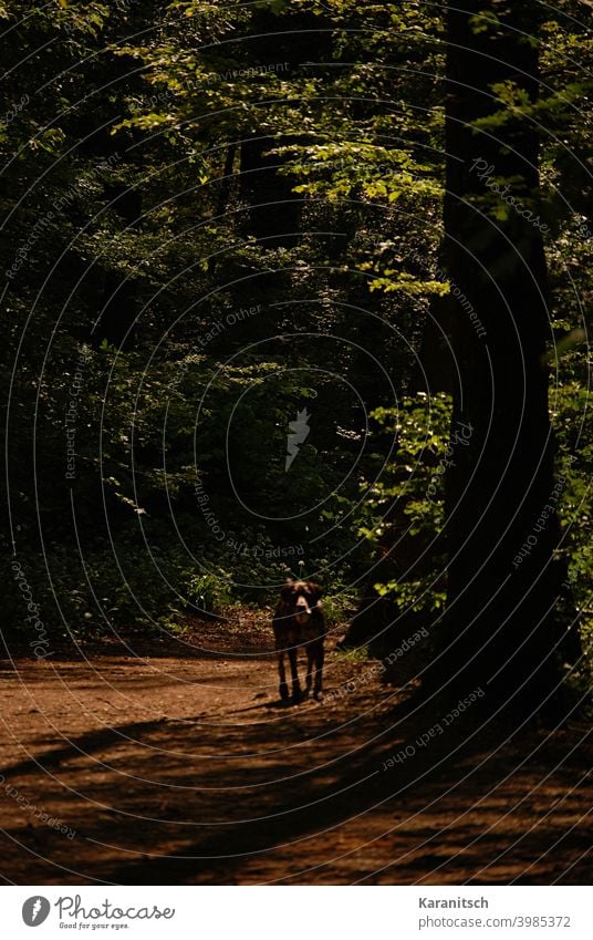 A dog walks through a forest. off forest path Dog stroll Animal Pet Mammal Forest Tree trees tree trunks Deciduous forest leaves Green Brown Summer Sun