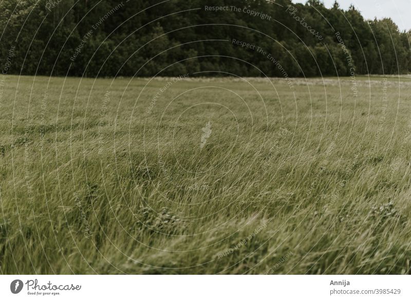 green field summer harvest grass grain growing wind nature Agriculture Ear of corn Green