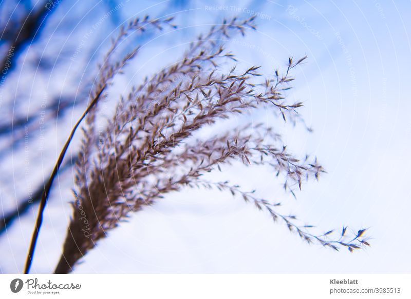 Withered, bloomed zebra grass umbel in winter - frog perspective in the background a part of a bare tree Zebra grass Shriveled unusual seeds Sámen Close-up