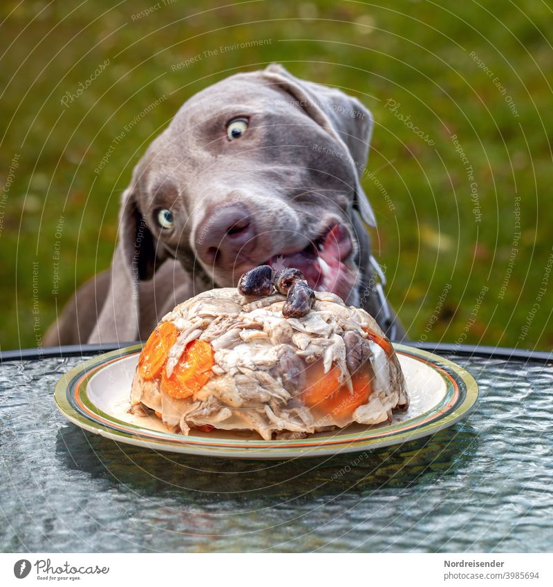 Weimaraner hunting dog gets a dog cake for her first birthday Dog pointing dog Puppy To feed Dog food greedily greedy quaint Funny comic Slapstick Birthday