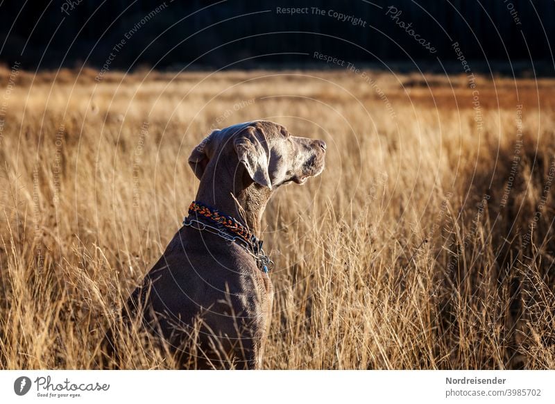 Young Weimaraner hunting dog enjoys the evening sun Dog Hound pointing dog Forest explore boyfriend best friend Hunting Pride splendour Pelt Camouflage Sun