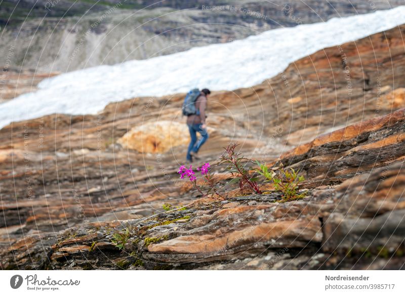 Willowherb on the way to the Svartisen glacier in Norway Hiking Woman hikers Glacier mountain Ice Rock Stone Flower Wood Willowherb Sparse active hiking holiday