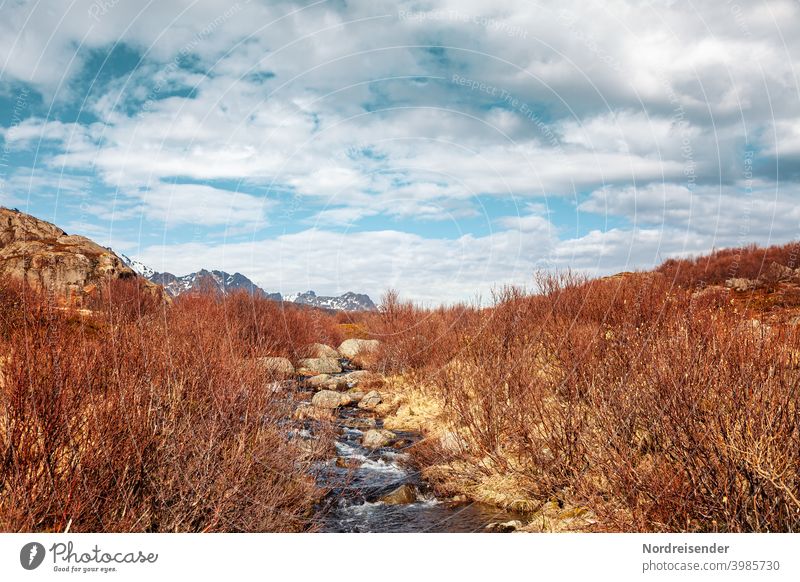 Small stream in Lofoten in springtime Lofotes Spring Brook mountains Rock Body of water Water Grass shrub bachlauf Flow Dynamics vivacious panorama