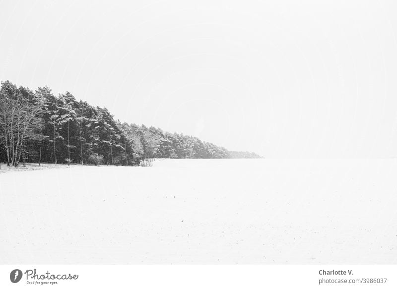 Endless expanses | Winter landscape winter landscape Snowscape Landscape Winter's day Winter mood Exterior shot White trees Deserted Forest Nature Cold Seasons