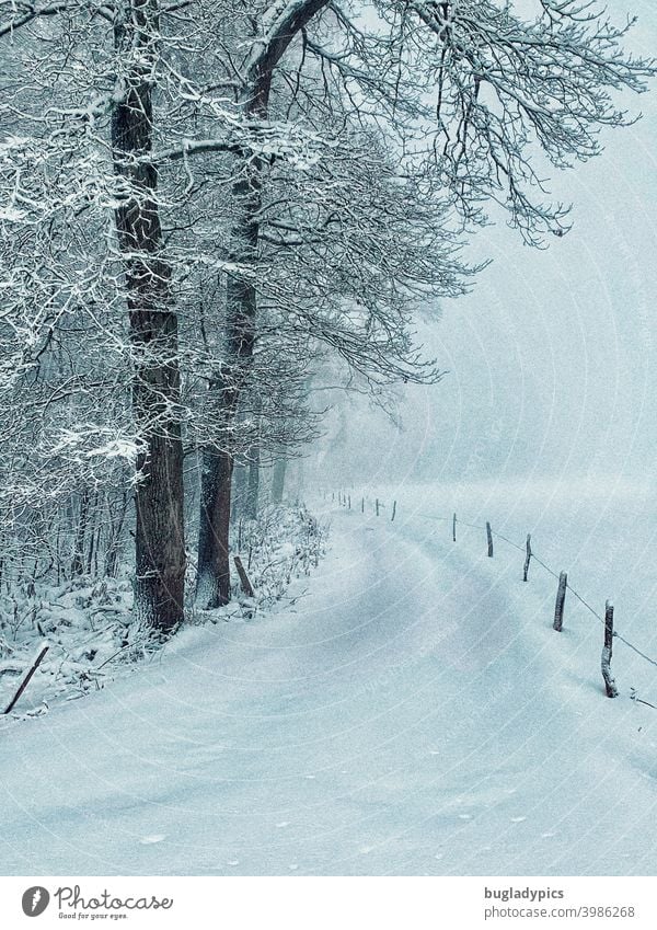 Winter paths - winter forest Snowscape Lanes & trails off Winter forest winter hiking winter hiking trail trees Tree Fence posts Snow layer snow-covered