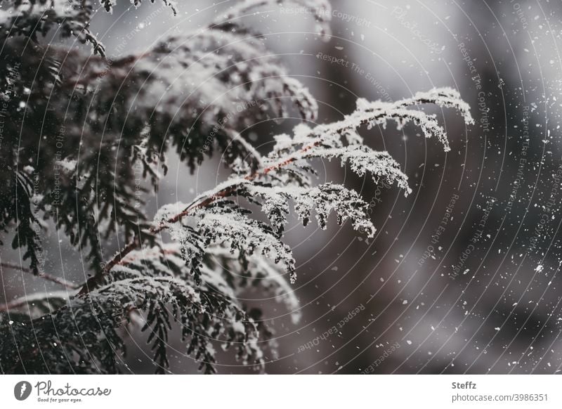 Thuja branches in winter thuja Snowfall medicinal plant Thuja leaves winter cold Winter light snow-covered Domestic Nordic onset of winter January February