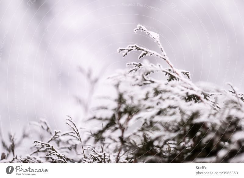 a snow-covered thuja hedge on a grey winter day Thuja branches thuja jacket Thuja leaves hedge plant Arborvitae hedge Domestic Nordic winter grey