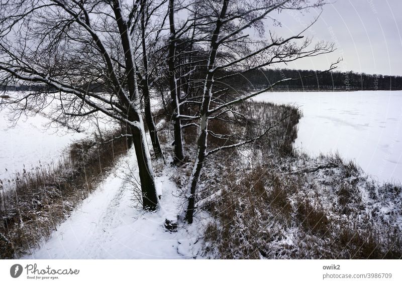 Winter from above Exterior shot Lausitz forest Peaceful trees Branches and twigs Bleak tranquillity melancholy Twigs and branches Deciduous tree Pond Tall