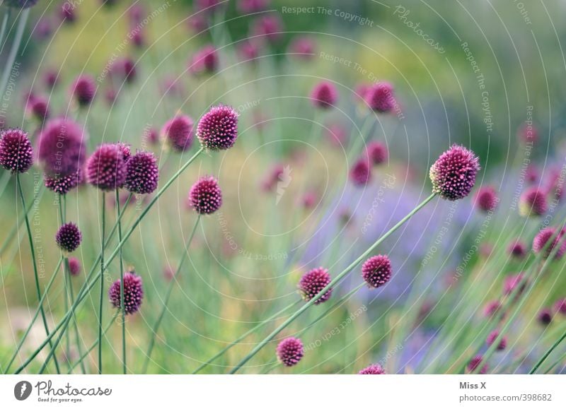 Purple Flowers Plant Spring Summer Blossom Garden Blossoming Fragrance Growth Green Violet ornamental garlic Colour photo Multicoloured Exterior shot Close-up