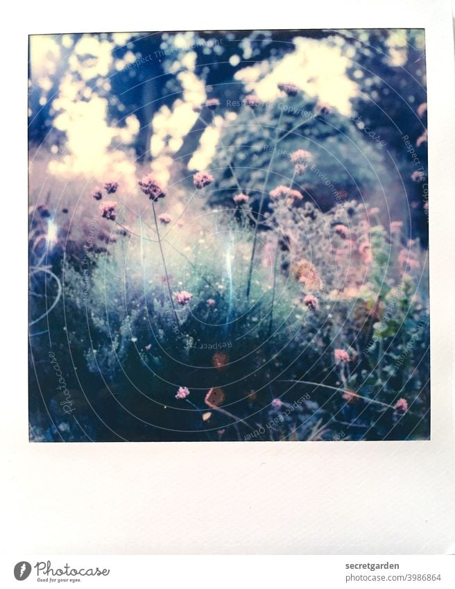 Secret Garden. Spring Spring fever Colour photo Exterior shot Plant Flower Nature Day Deserted Blossoming Shallow depth of field pretty Close-up Green