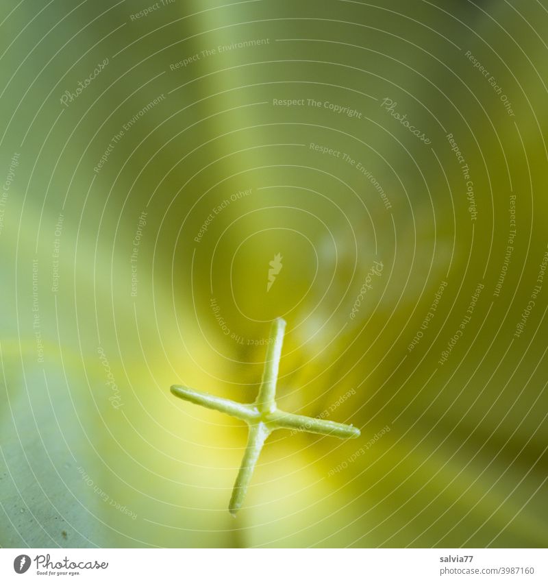 Stamp cross of the yellow evening primrose Flower Blossom Yellow Nature Macro (Extreme close-up) Plant Oenothera symbol Crucifix Detail blurriness