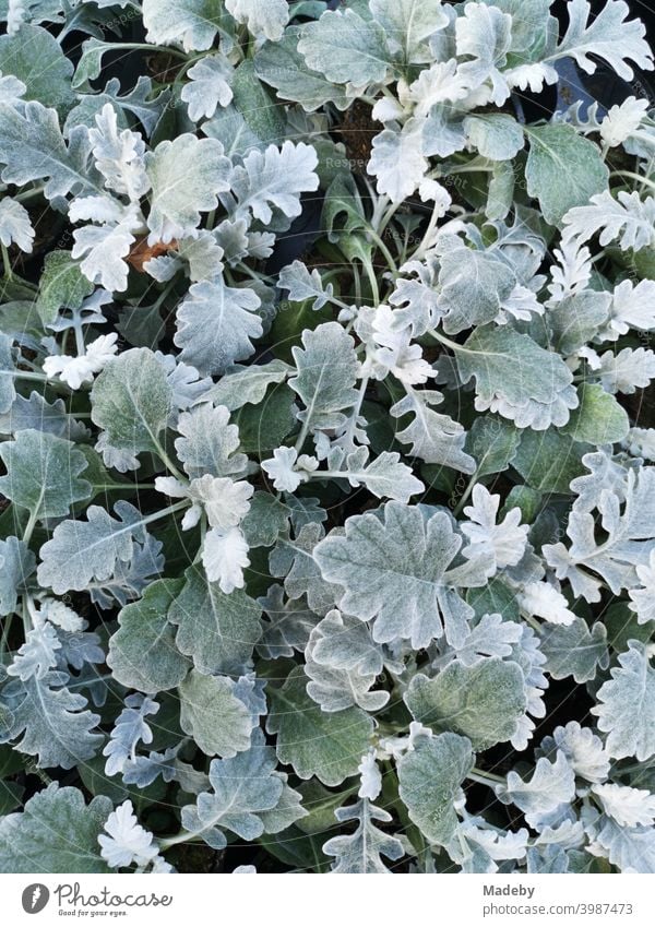 Silvery green leaves of the silverleaf plant in front of a supermarket in Oerlinghausen near Bielefeld in the Teutoburg Forest in East Westphalia-Lippe, Germany.