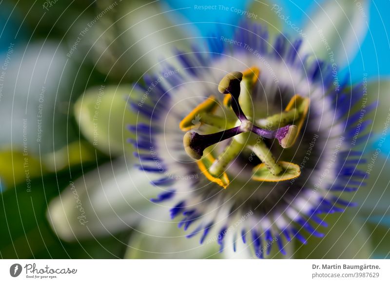 Blue passion flower (Passiflora caerulea) in the passion flower family (Passifloraceae).  From northern Argentina and southern Brazil. blue passion flower Plant