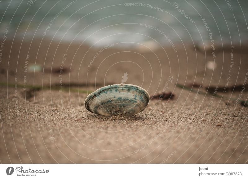 Shell lying in the sand on the beach | In the background the waves of the Baltic Sea Mussel Sand Beach Baltic coast vacation Water Ocean