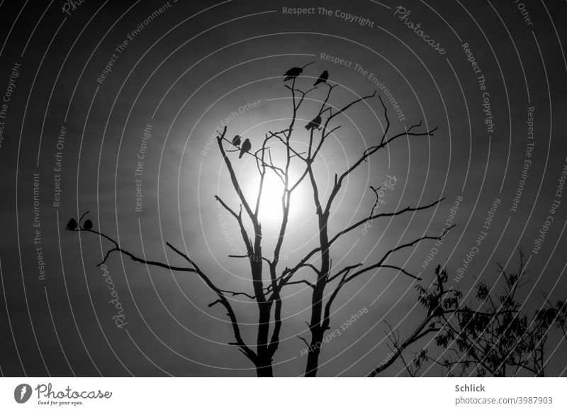 Environmental briefing seven crows sitting in the winter sun on the branches of a dead tree Winter sun Tree Branchage Back-light Discussion Assembly Nature Sky