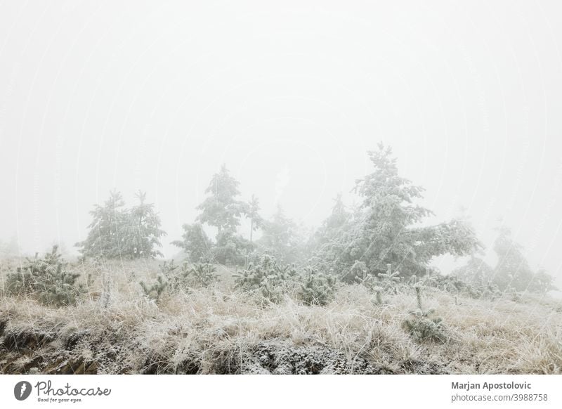 Pine forest in the mountains on a frosty winter morning cold dawn evergreen fir fog foggy freeze hoarfrost icy idyllic landscape loneliness majestic mist misty