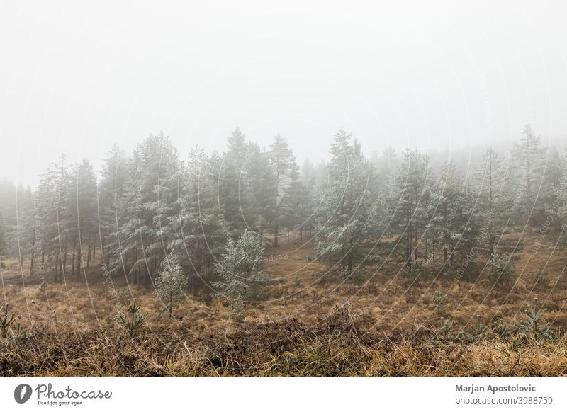 Pine forest in the mountains on a frosty winter morning cold dawn evergreen fir fog foggy freeze hoarfrost icy idyllic landscape loneliness majestic mist misty