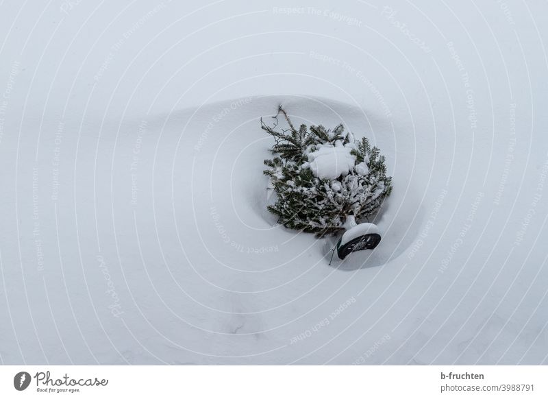 Christmas tree lies in the snow christmas tree Knutfest Swede Snow Tree Lie upset Christmas & Advent fir tree Fir tree Christmassy Winter Tradition