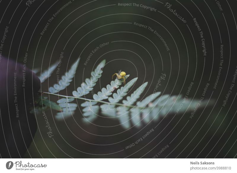 tiny yellow spider on fern leaf Background beautiful beauty biology botanic botanical botany branch bunch bush decorative detail environment exotic flora