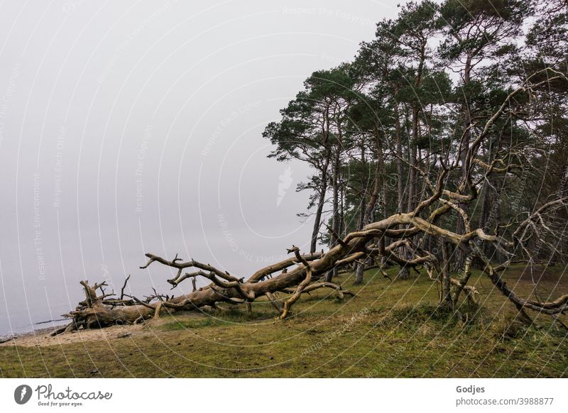 weathered tree at forest edge and water sunk in fog Forest Tree Weathered Flotsam and jetsam Fog Green trees Meadow Sand Beach Baltic Sea Colour photo